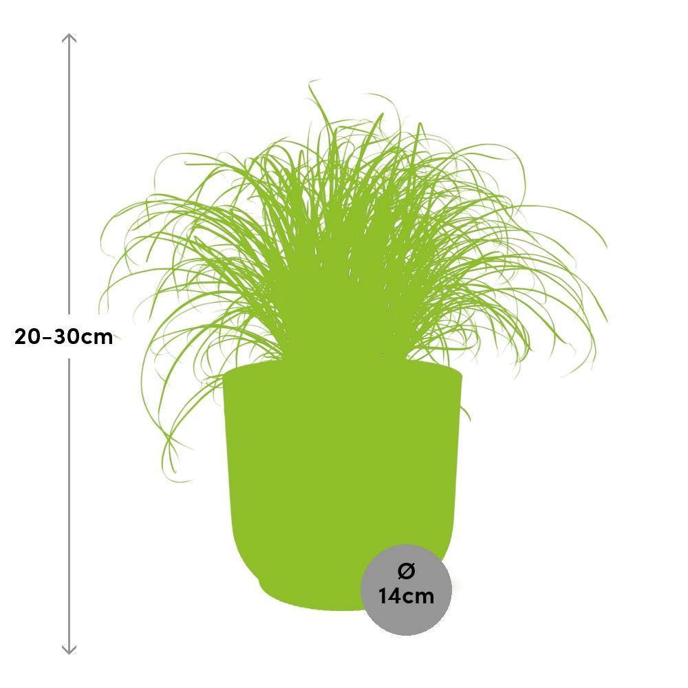 Cyperus Alternifolius Zumula in ELHO Vibes Fold 14cm
