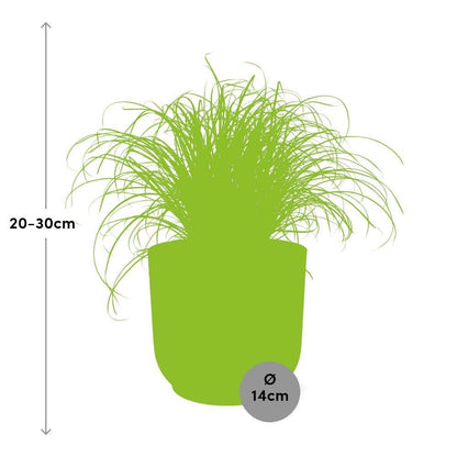 Cyperus Alternifolius Zumula in ELHO Vibes Fold 14cm