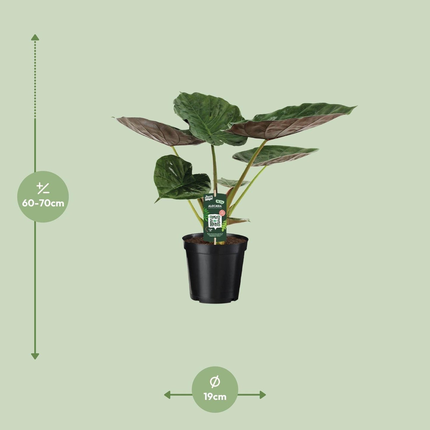 Alocasia Wentii Olifantsoor (70cm - Ø19cm)