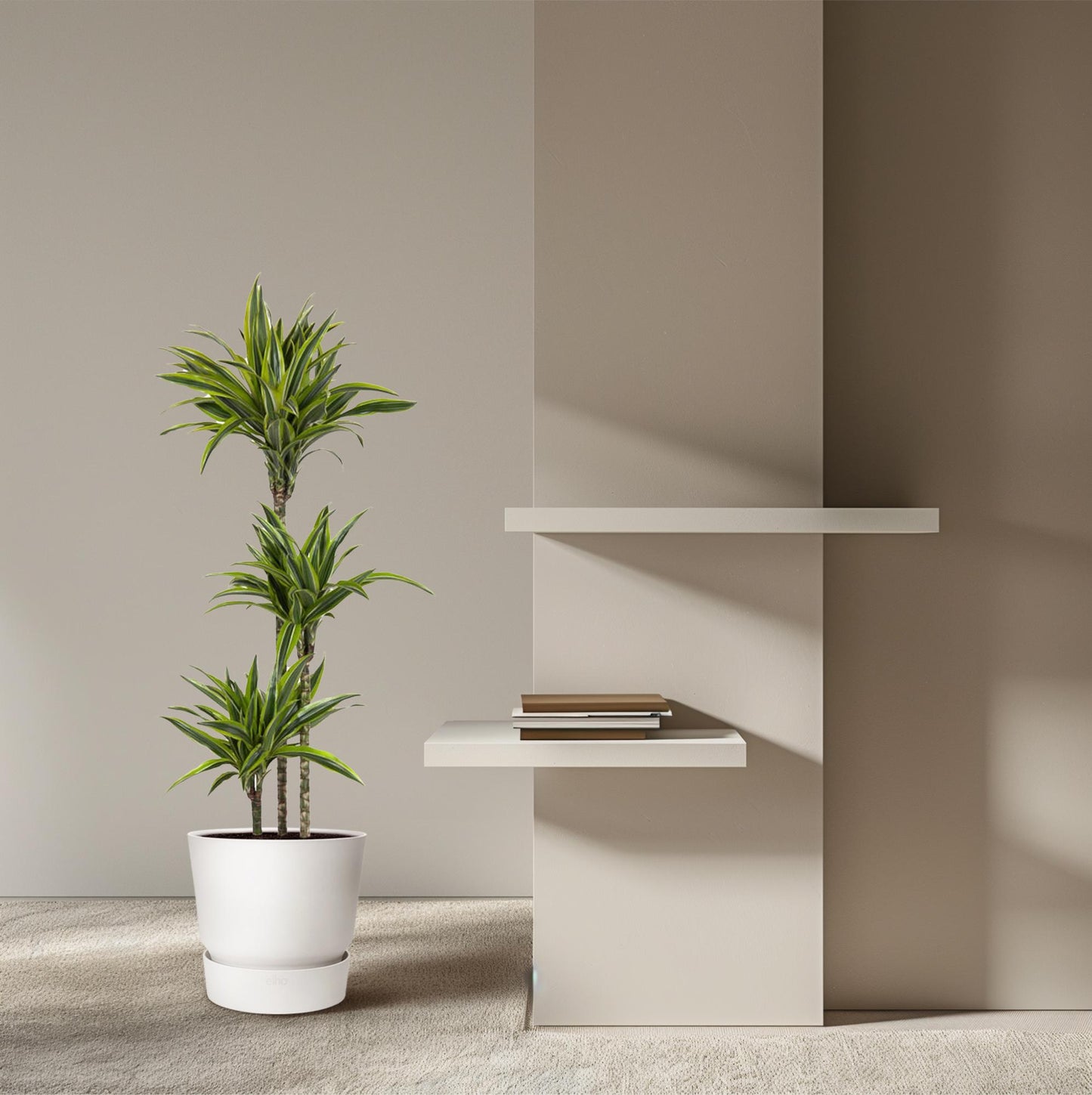 Dracaena Lemon Lime (140 cm - ø24)