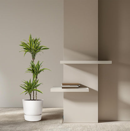 Dracaena Lemon Lime (140 cm - ø24)