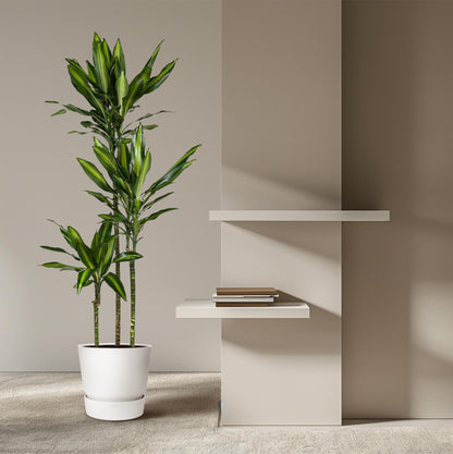 Dracaena Cintho (160 cm - ø24)
