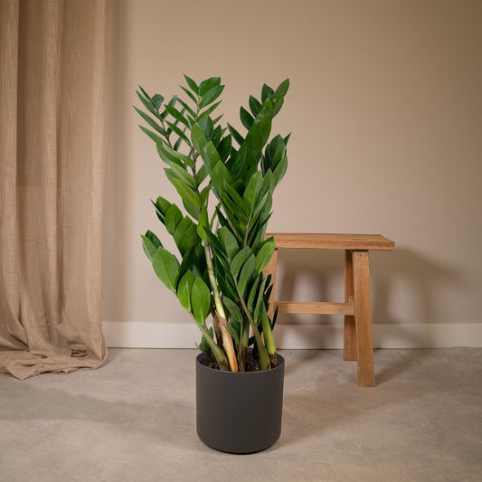 Zamioculcas Zamiifolia (70cm - Ø17cm)