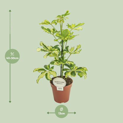 Schefflera Charlotte (45cm - Ø13cm)
