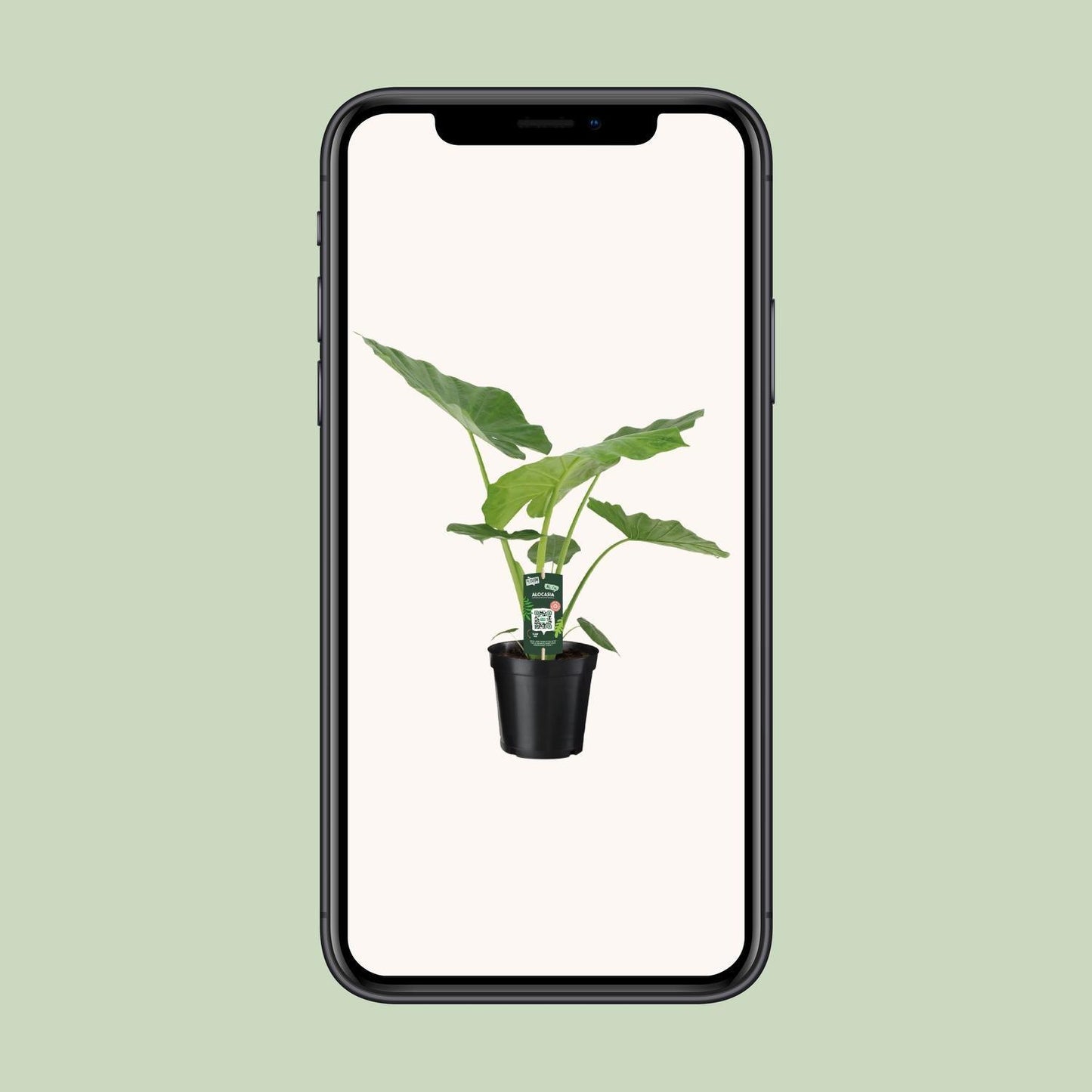 Alocasia Macrorrhiza (70cm - Ø19cm)
