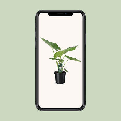 Alocasia Macrorrhiza (70cm - Ø19cm)