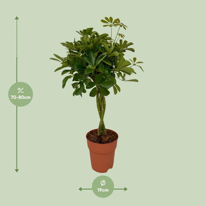 Schefflera Compacta (80cm - Ø19cm)