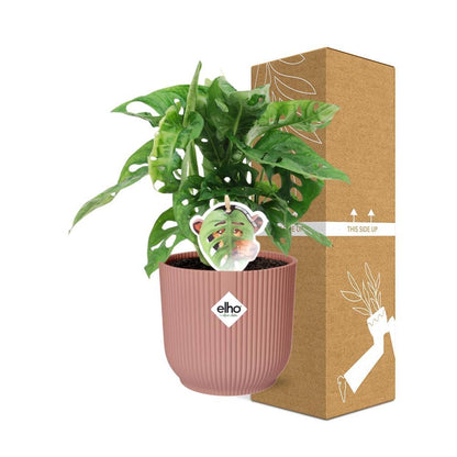 Monstera ‘Monkey Leaf’ in ELHO Vibes Fold 14cm