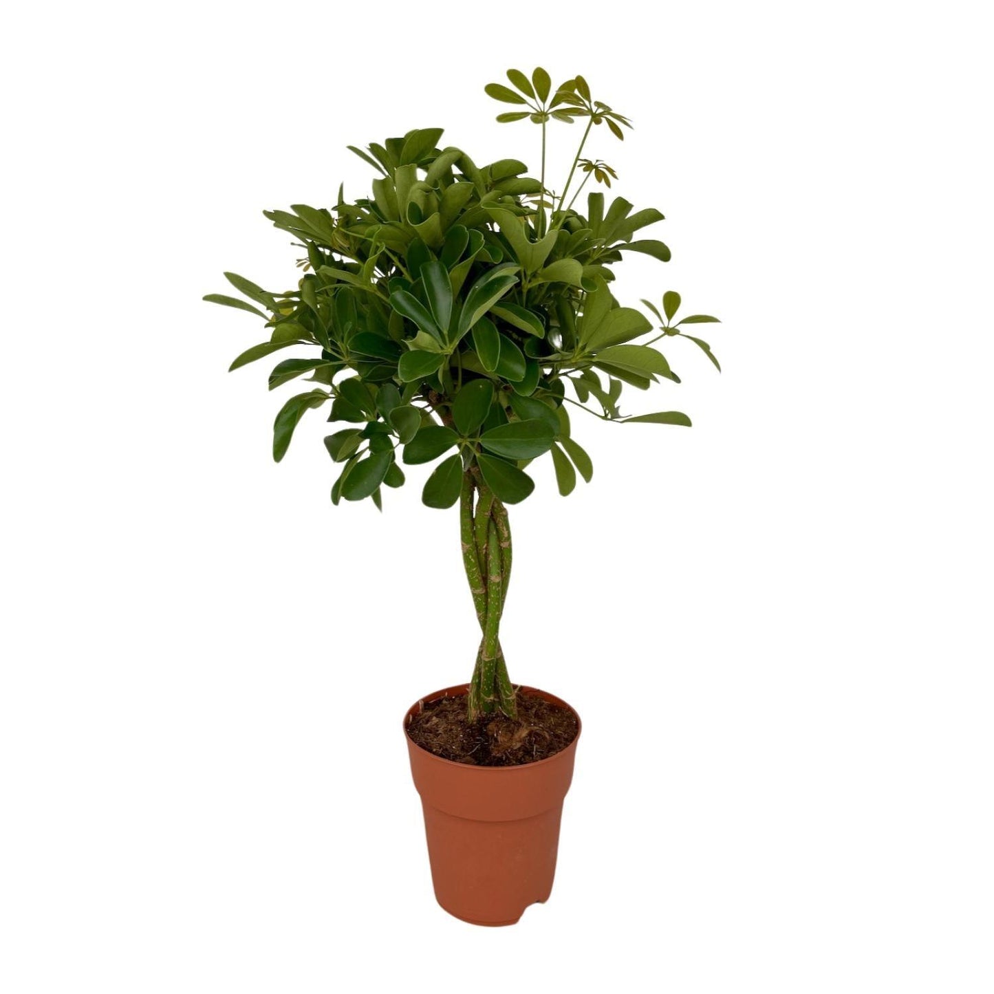 Schefflera Compacta (80cm - Ø19cm)