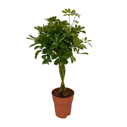 Schefflera Compacta (80cm - Ø19cm)