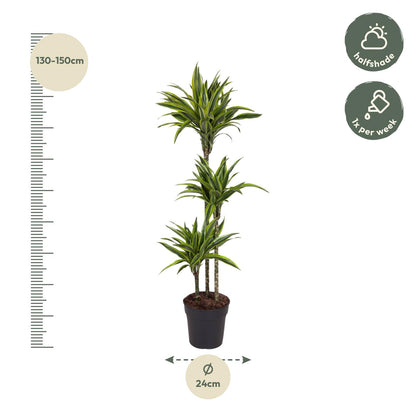 Dracaena Lemon Lime (140 cm - ø24)