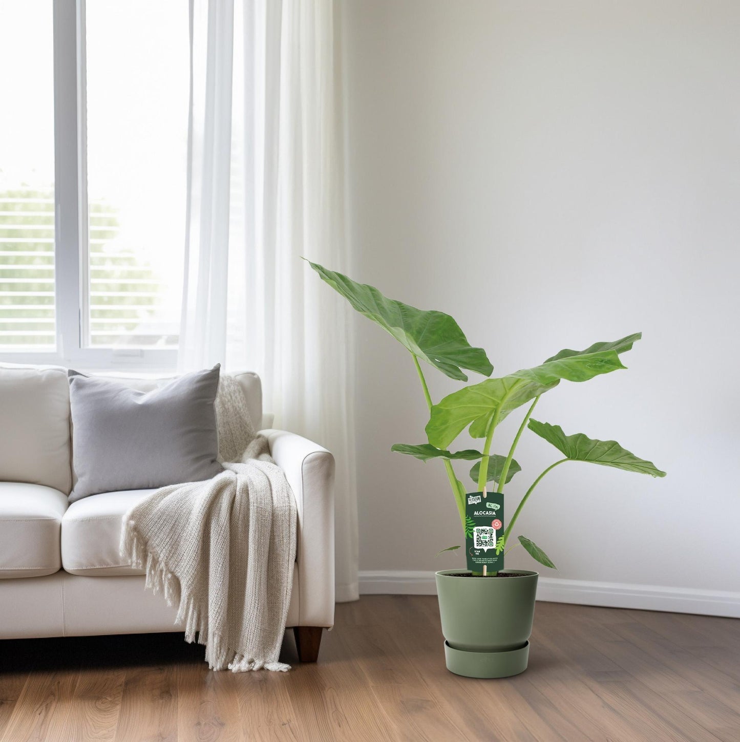 Alocasia Macrorrhiza (70cm - Ø19cm)