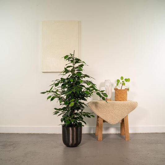 Ficus benjamina Danielle - (95cm - Ø21cm) + Pot Mayk Lead Plant Greenify
