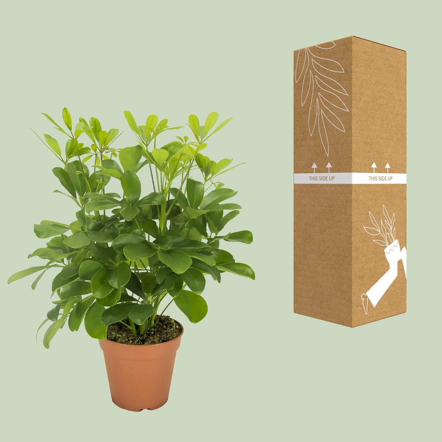 Schefflera Nora (35cm - Ø13cm)