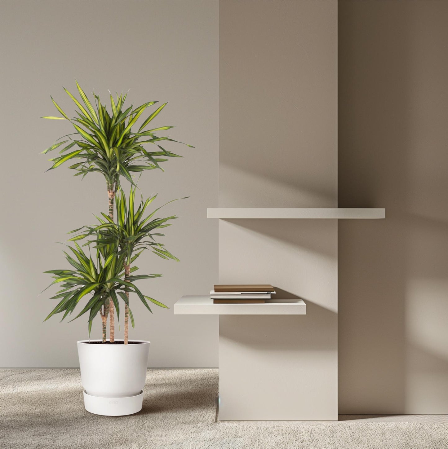 Dracaena Riki (140 cm - ø24)