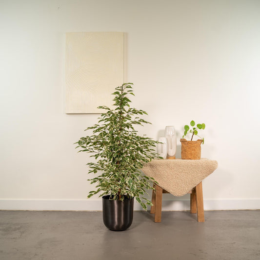 Ficus benjamina Twilight - (95cm - Ø21cm) + Pot Mayk Lead Plant Greenify