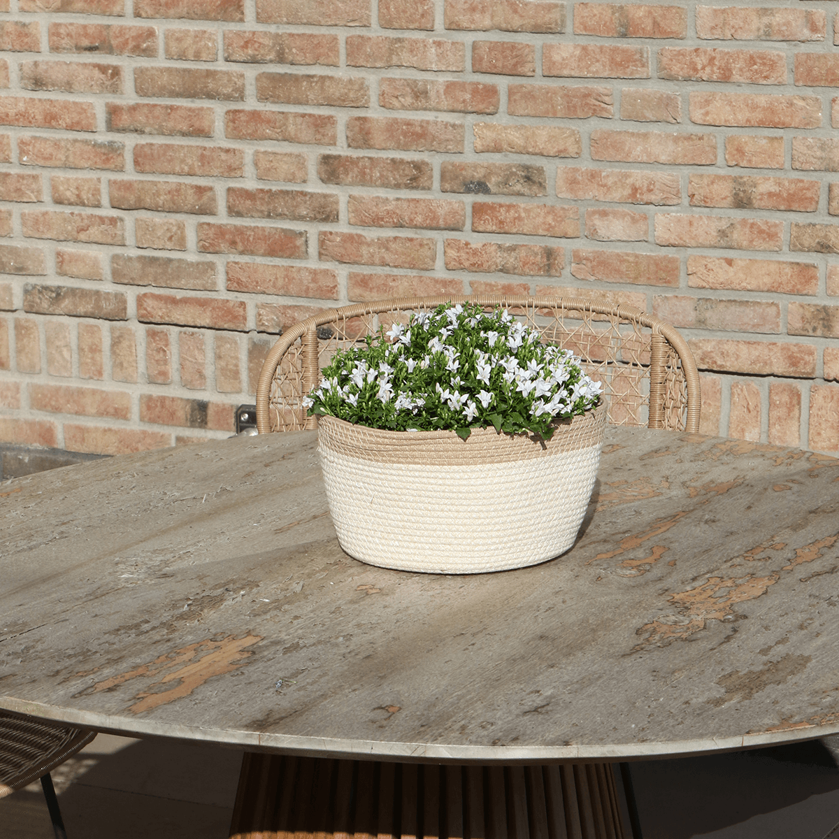 Campanula Addenda Ambella white - handgeweven rieten mand Plant Greenify