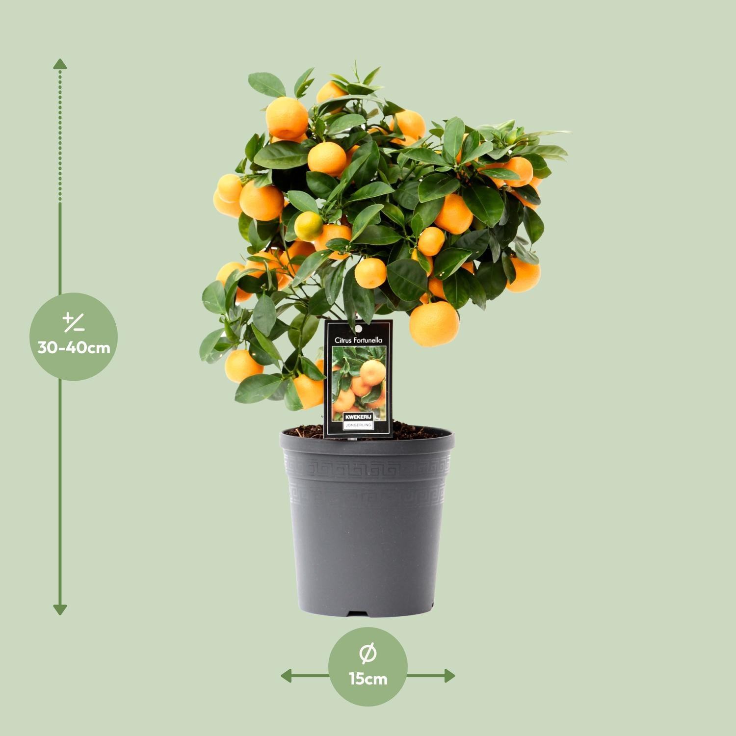 Citrus Calamondin - Ø15cm - 40cm Plant Greenify