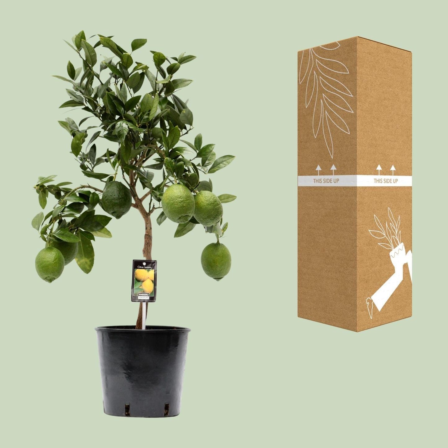 Citrus Lemon - Ø22cm - 80cm Plant Greenify