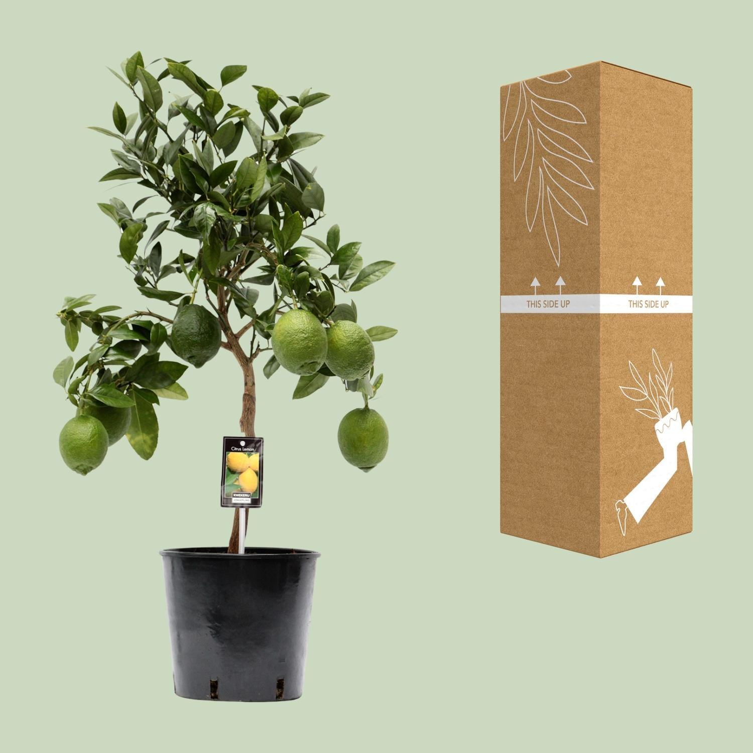 Citrus Lemon - Ø22cm - 80cm Plant Greenify