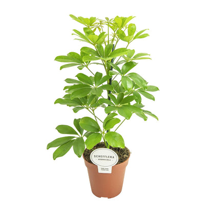 Schefflera Nora (45cm - Ø13cm)