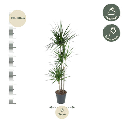 Dracaena Marginata (160 cm - ø24)