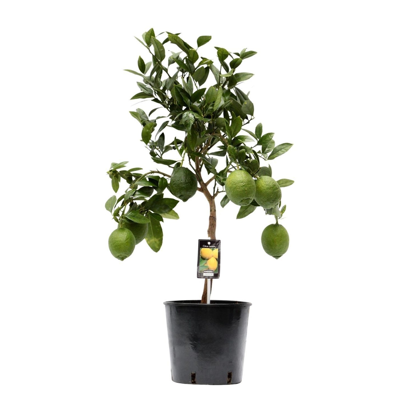 Citrus Lemon - Ø22cm - 80cm Plant Greenify