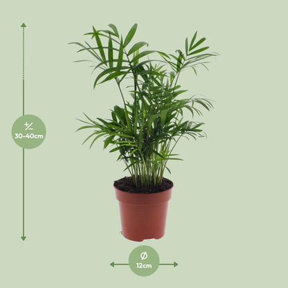 Chamaedorea Elegans - Mexicaanse Bergpalm zonder pot (40cm - Ø12cm)