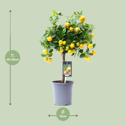 Citrus Calamondin - Ø15cm - 45cm Plant Greenify