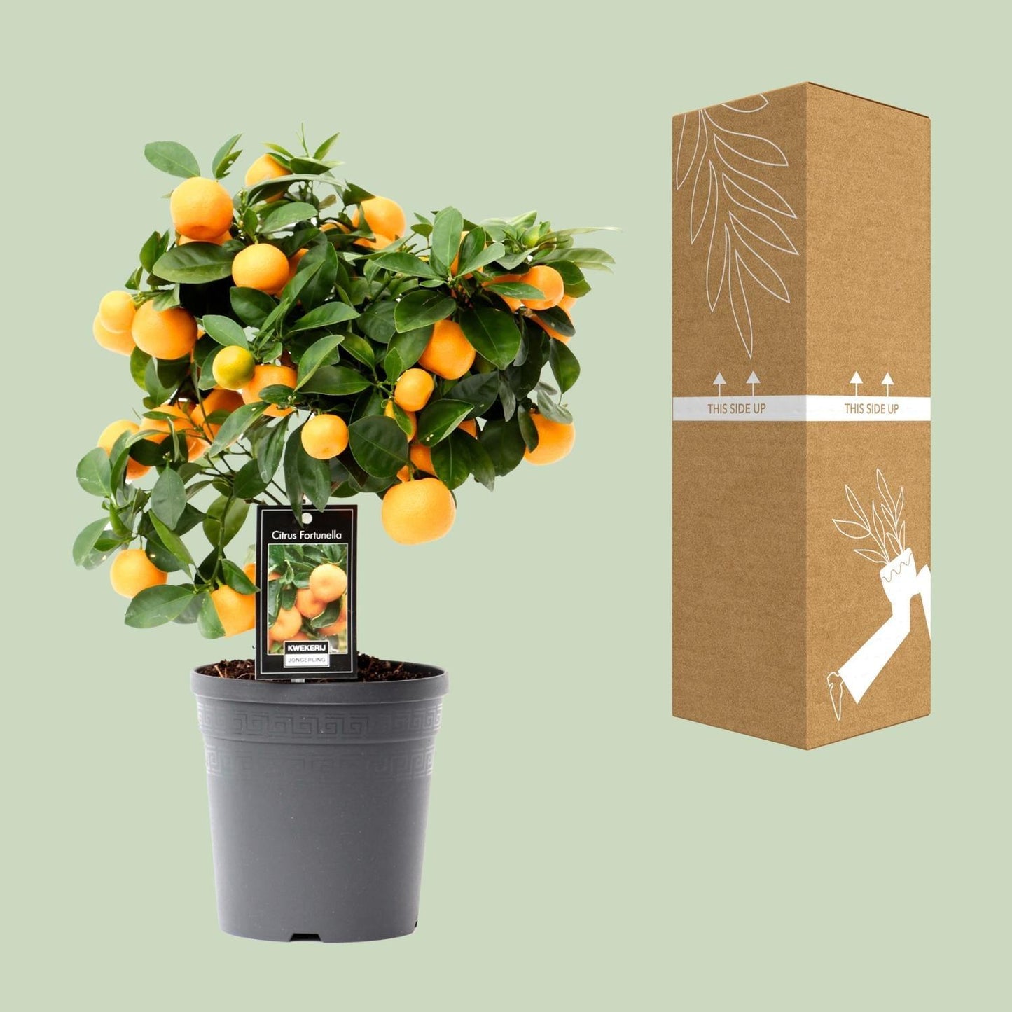 Citrus Calamondin - Ø15cm - 40cm Plant Greenify