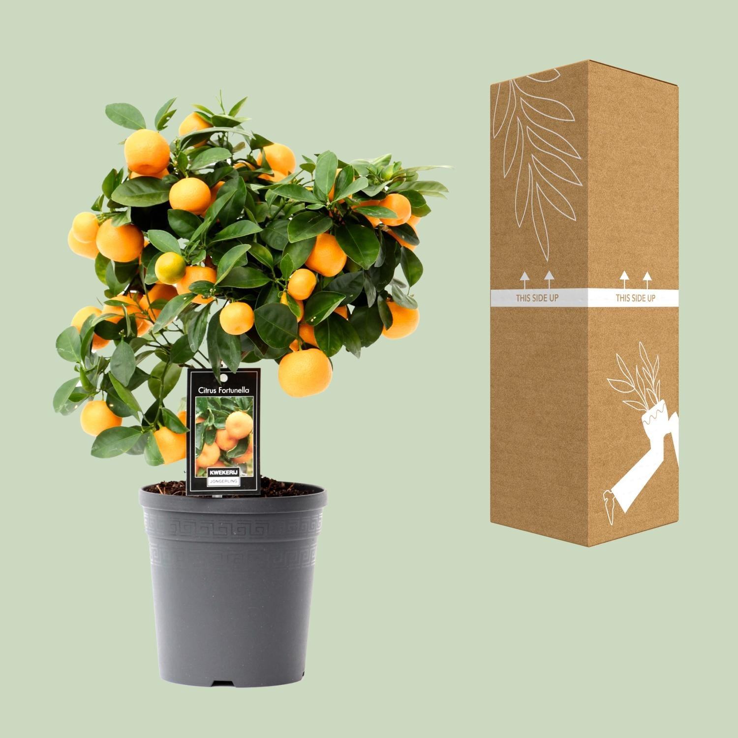 Citrus Calamondin - Ø15cm - 40cm Plant Greenify