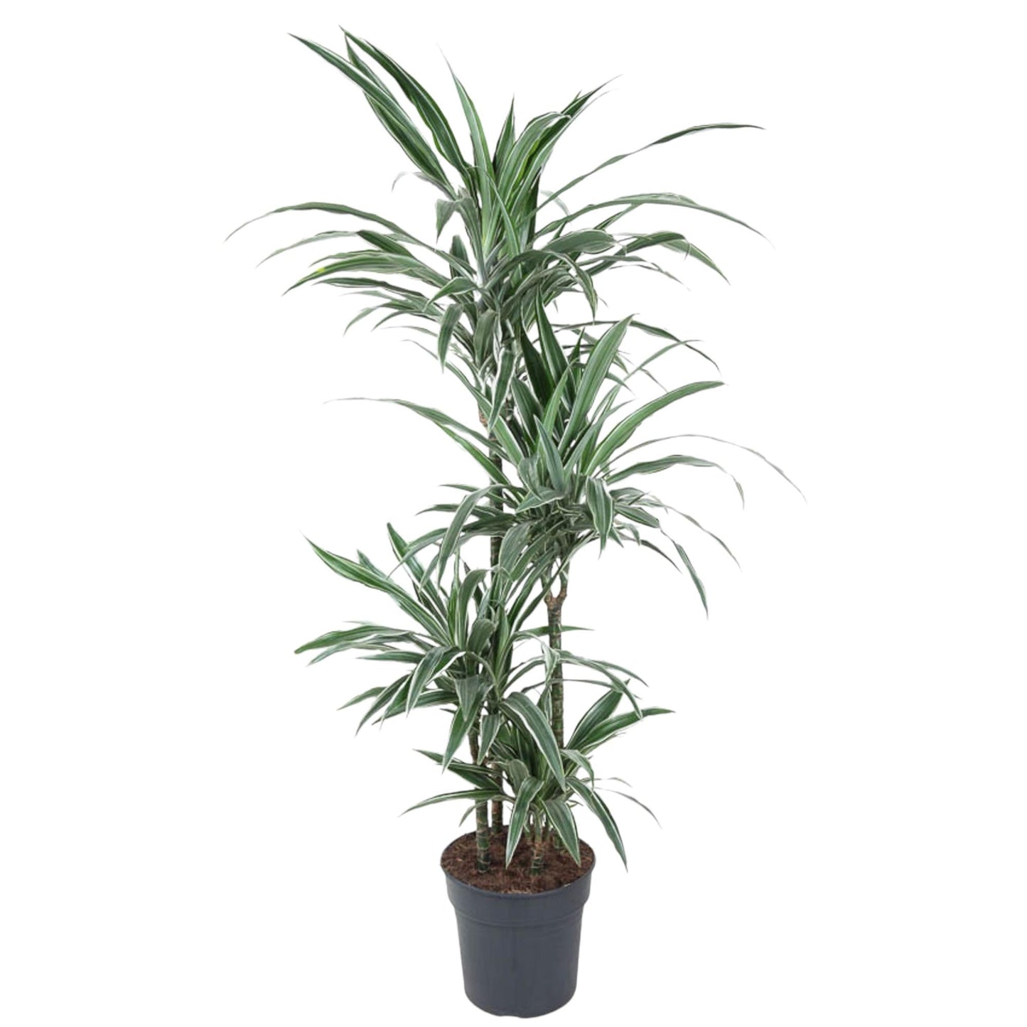 Dracaena Warneckei (145 cm - ø24)