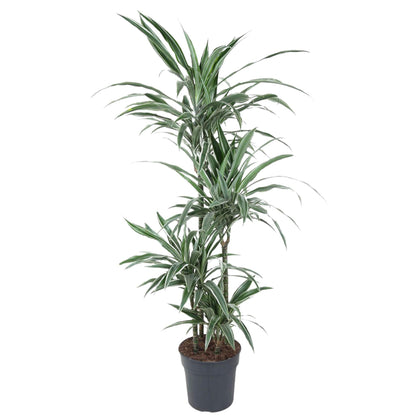 Dracaena Warneckei (145 cm - ø24)