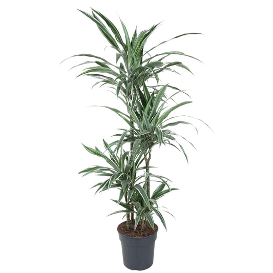Dracaena Warneckei (145 cm - ø24)