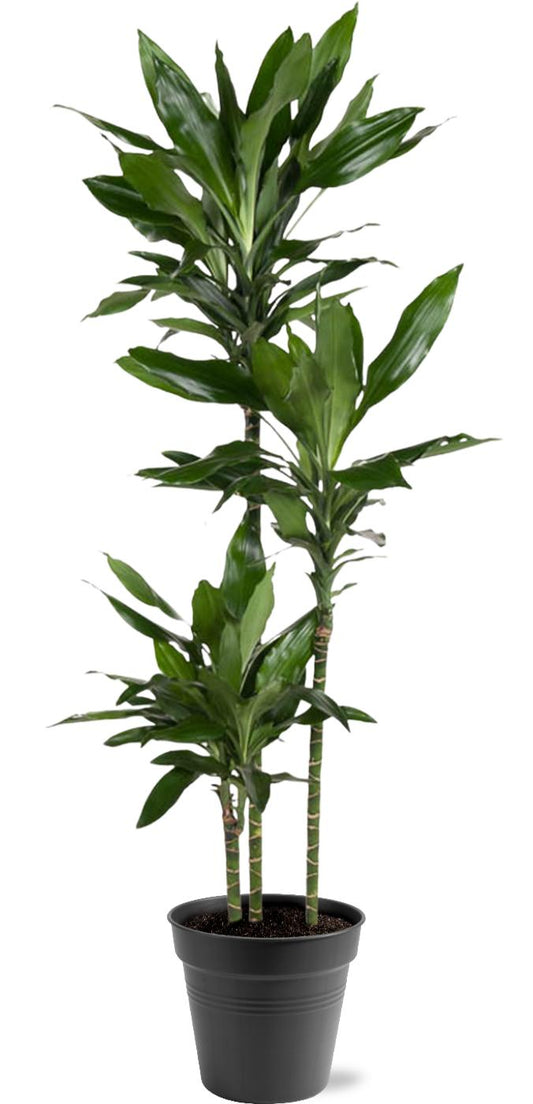 Dracaena Janet Lind (150-160 cm - ø24)