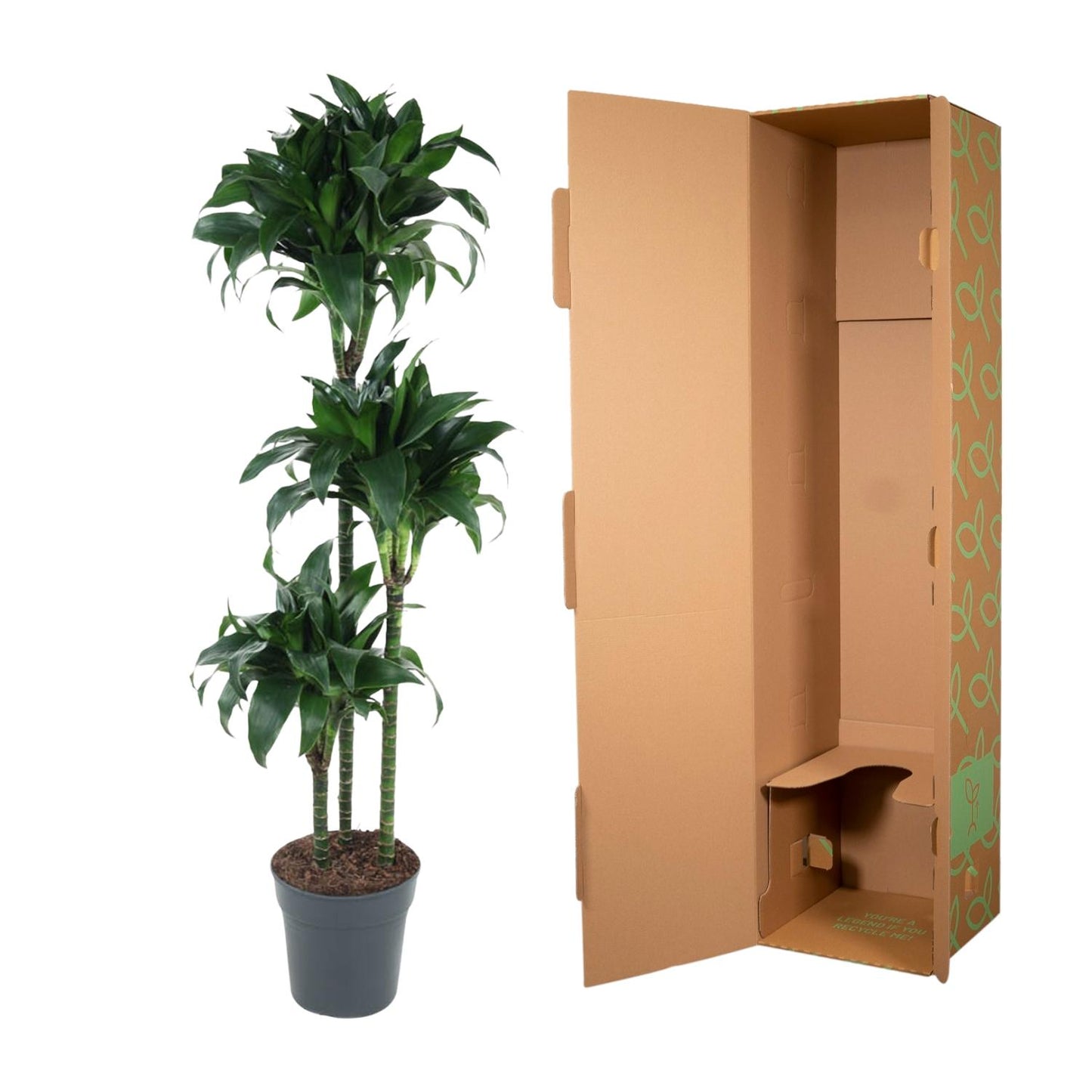 Dracaena Tatuade (140 cm - ø24)