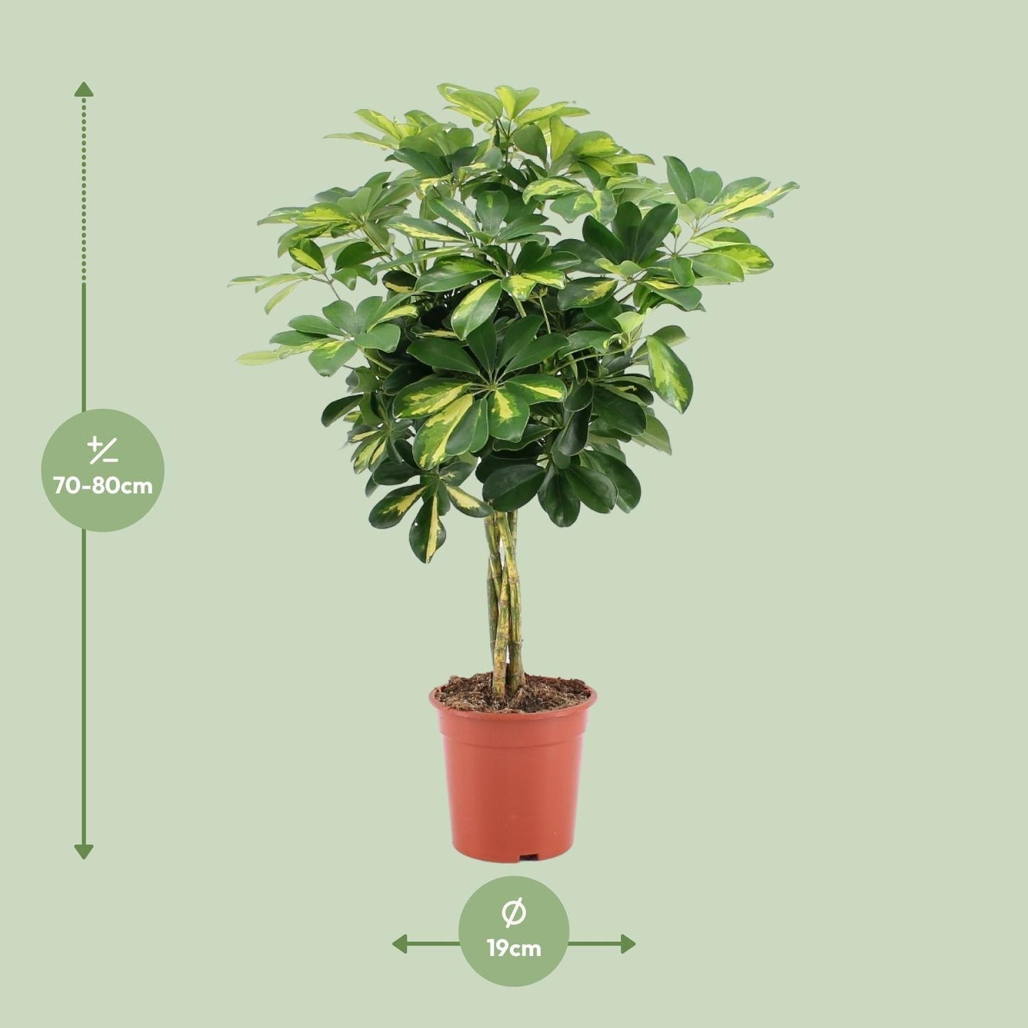 Schefflera Arboricola Gold Capella (75cm - Ø19cm)