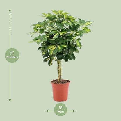Schefflera Arboricola Gold Capella (75cm - Ø19cm)