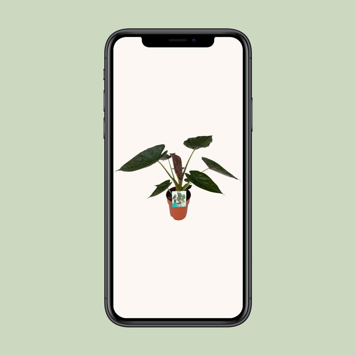Alocasia Wentii (85cm - Ø19cm)