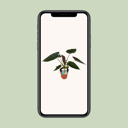 Alocasia Wentii (85cm - Ø19cm)
