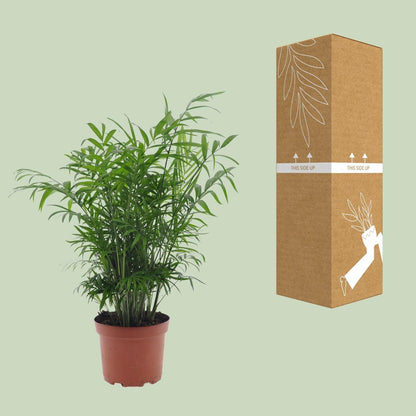Chamaedorea Elegans zonder pot (50cm - Ø17cm)