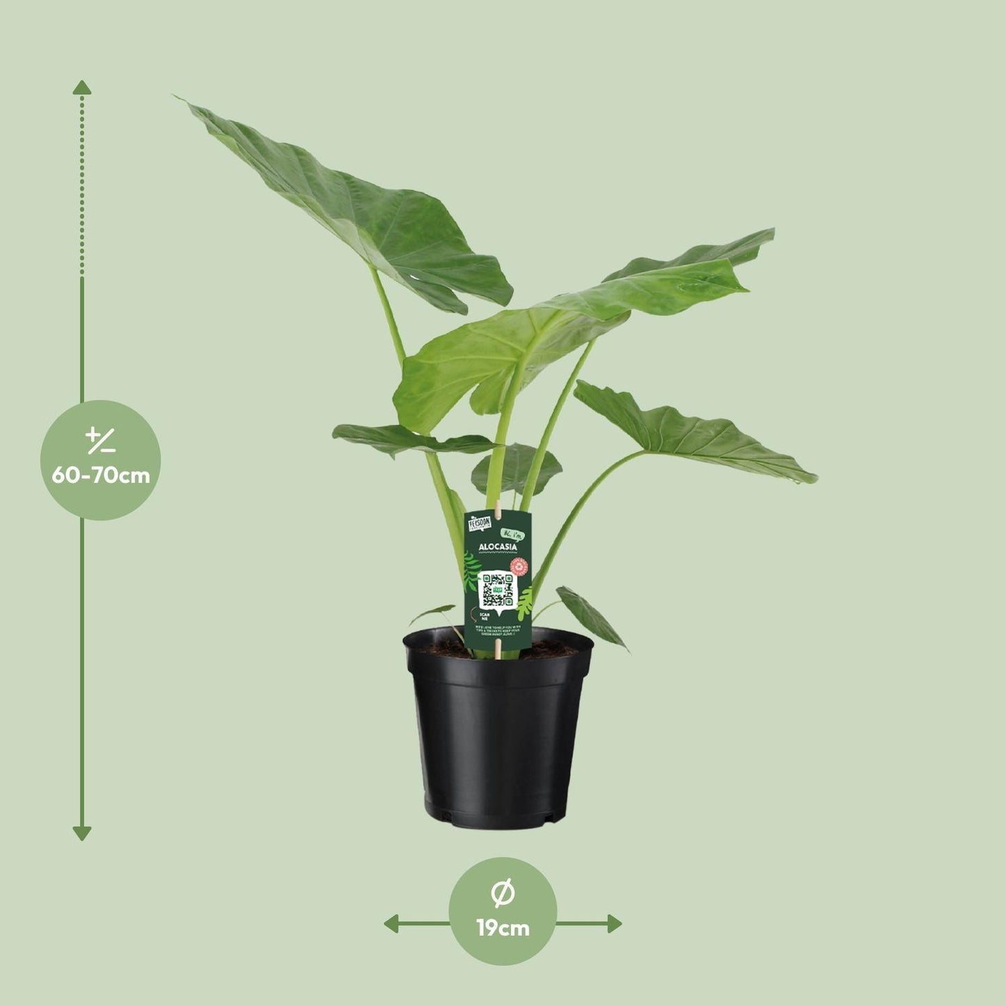Alocasia Macrorrhiza (70cm - Ø19cm)