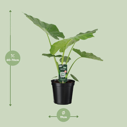 Alocasia Macrorrhiza (70cm - Ø19cm)