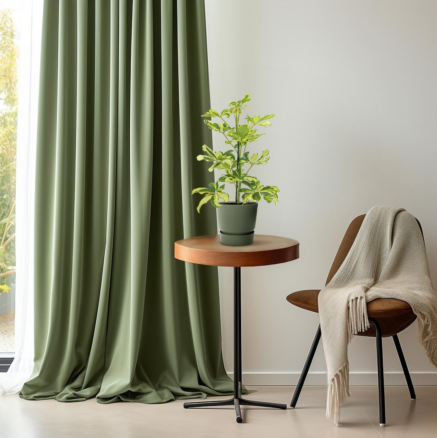 Schefflera Charlotte (45cm - Ø13cm)