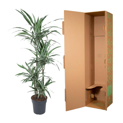 Dracaena Warneckei (145 cm - ø24)