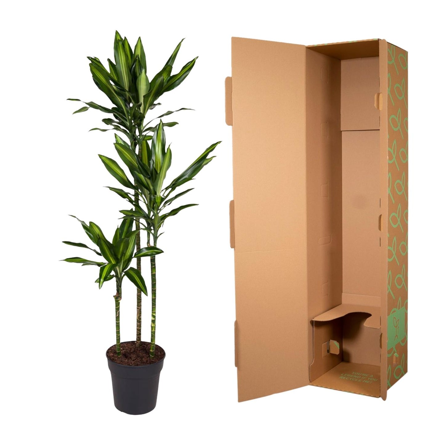 Dracaena Cintho (160 cm - ø24)