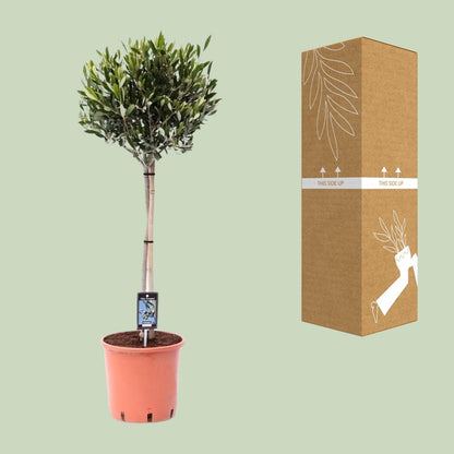 Olea Olijf - Ø22cm - 100cm Plant Greenify