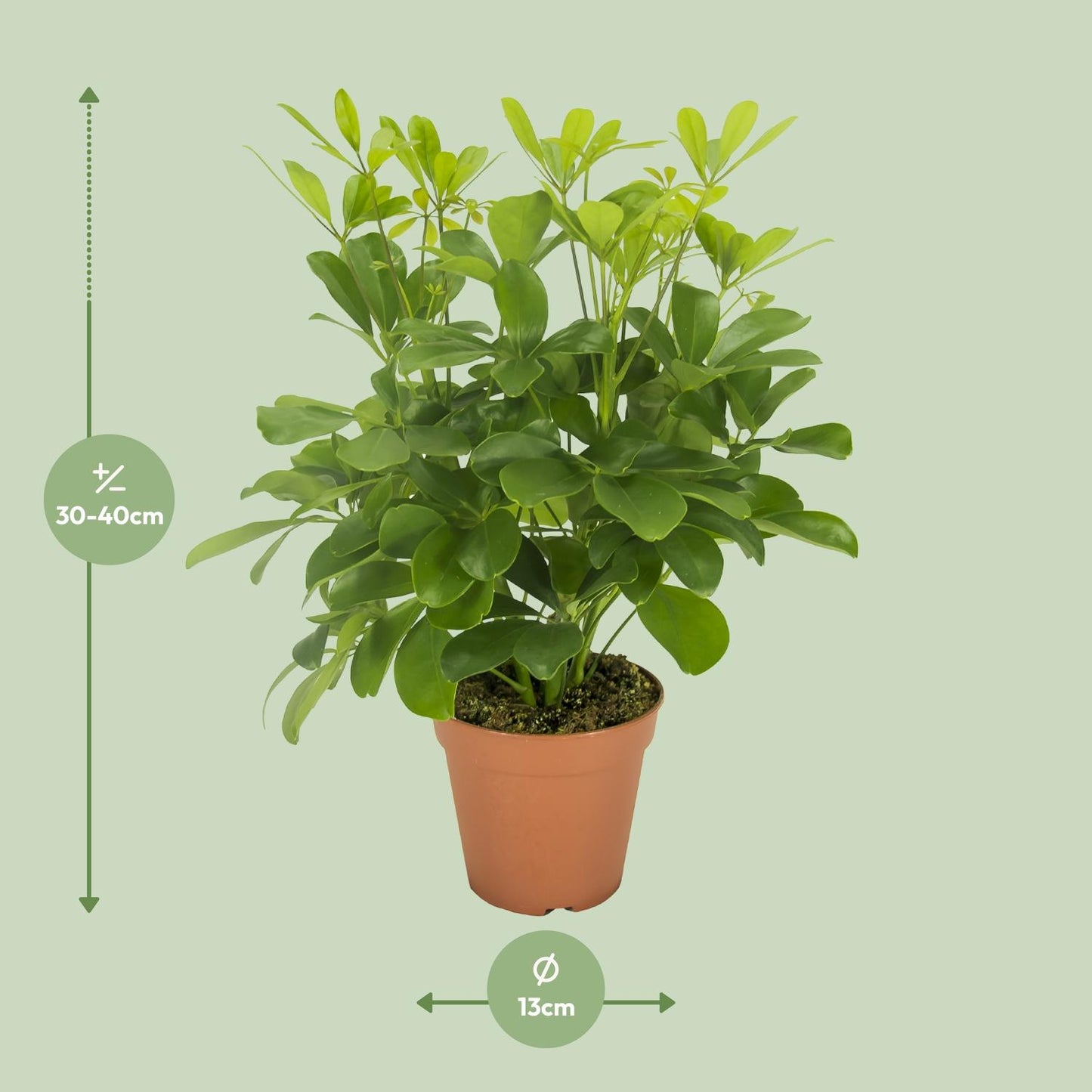 Schefflera Nora (35cm - Ø13cm)