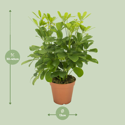 Schefflera Nora (35cm - Ø13cm)