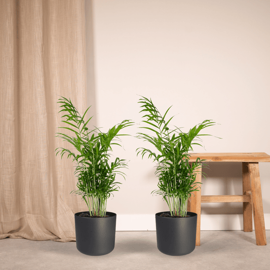 2x Chamaedorea Elegans - Mexicaanse Bergpalm zonder pot (55cm - Ø17cm)